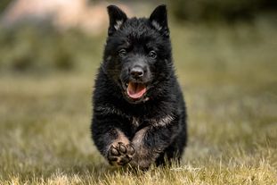 Nightmare vom Wolfsweiher Nightmare vom Wolfsweiher