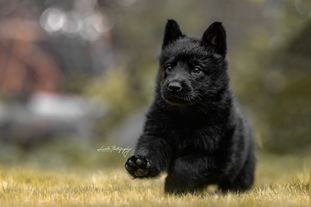 Natascha vom Wolfsweiher Natascha vom Wolfsweiher