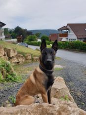 Baxter von den Feuerpfoten Baxter von den Feuerpfoten