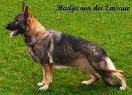 Hadja von der Emsaue