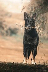 Ace von der schwarzen Irma Ace von der schwarzen Irma