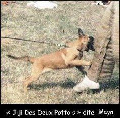 Jiji des deux Pottois Jiji des deux Pottois