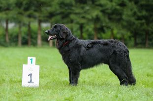Rufus ex Horto Albo Rufus ex Horto Albo