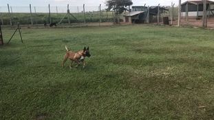 Hope Malines Hund Hope Malines Hund