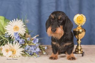 Qaschka vom alten Forstgarten Qaschka vom alten Forstgarten