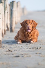 Digby Tollers Perfect Burner Digby Tollers Perfect Burner