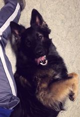 Lennylou vom Großen Ex Lennylou vom Großen Ex