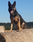 Delphi Canis Invictus
