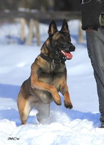 Ice Jaws Korsa Ice Jaws Korsa