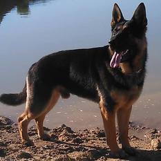 Zasko vom Seewolf Zasko vom Seewolf