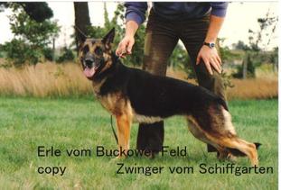 Erle vom Buckower Feld Erle vom Buckower Feld