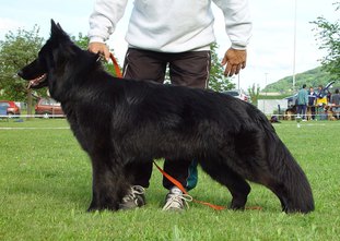 Eika von der Schüpfer Hexe Eika von der Schüpfer Hexe