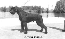 Arrant Isaios