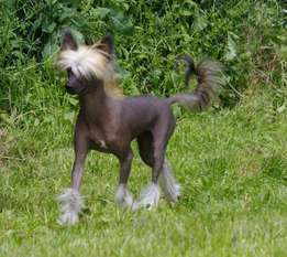 Hector Des Gardiens Des Elfes Hector Des Gardiens Des Elfes