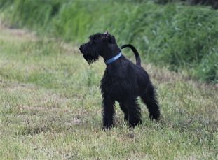 Ender Wiggen von Blackmoore Ender Wiggen von Blackmoore