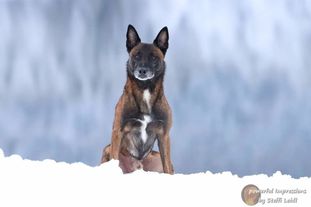 Buster von Malihattan Buster von Malihattan