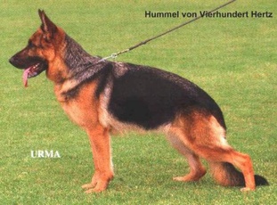 Hummel von Vierhundert Hertz Hummel von Vierhundert Hertz