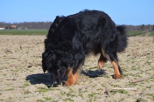 Damon vom Hohenloher Land Damon vom Hohenloher Land