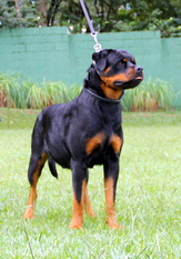 Fhenix von Hause Antonini Fhenix von Hause Antonini