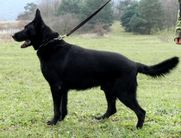 dog image background