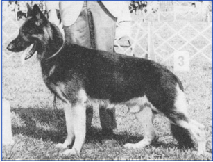 Caralon's Hein von der Lockenheim Caralon's Hein von der Lockenheim