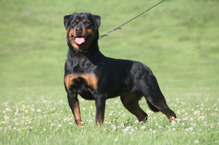 Sasha vom Vilstaler Land Sasha vom Vilstaler Land