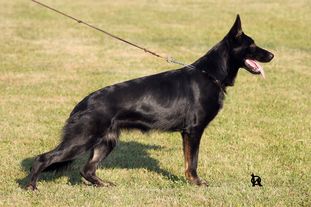 Aurra Orrylordblack Aurra Orrylordblack