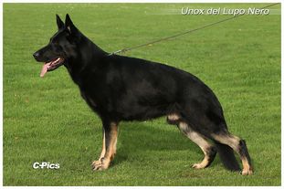 Unox del Lupo Nero Unox del Lupo Nero