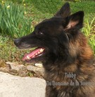 Tobby du Domaine de la Jurence