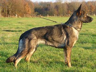Jessie van den Balkendreef Jessie van den Balkendreef