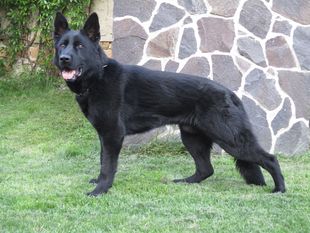 Zoroo Eqidius Zoroo Eqidius