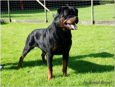 Duke von der Scherau Duke von der Scherau