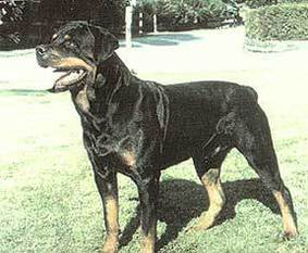 Enzo von der Quellenburg Enzo von der Quellenburg