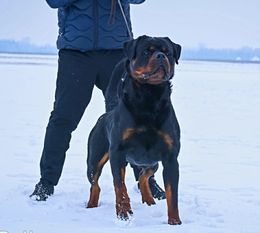 Monster von Hause Leroy Monster von Hause Leroy
