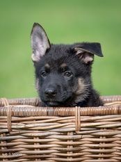 Cooper von RazzFazz Cooper von RazzFazz