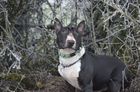 Reebook's Conner black Boy