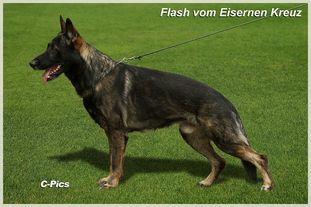Flash vom Eisernen Kreuz Flash vom Eisernen Kreuz