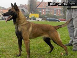Dinia van Joefarm Dinia van Joefarm