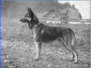 Nero von Affolter Nero von Affolter