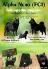 Alpha Nero - A (Schipperke)