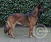 Tyco (Mr. R.G.A. Abbink)