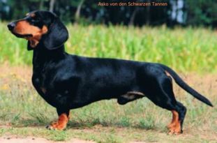 Asko von den Schwarzen Tannen Asko von den Schwarzen Tannen