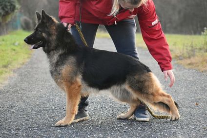 Gucci z Drábských skal Gucci z Drábských skal