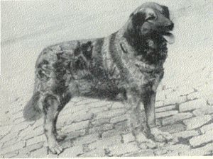 Birka V. Carolshofen 1461 Birka V. Carolshofen 1461