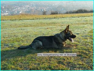 Arny vom Hochsolling Arny vom Hochsolling