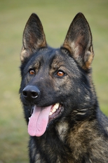 Greis Buranos Lobos Greis Buranos Lobos