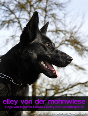 Elley von der Mohnwiese Elley von der Mohnwiese