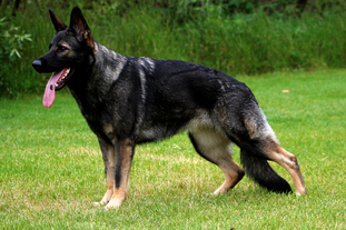 Kylana von der Schiffslache Kylana von der Schiffslache