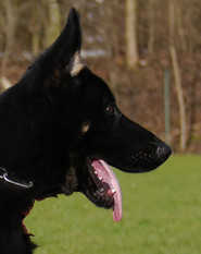 Copper von der Edermündung Copper von der Edermündung