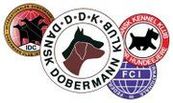 Dansk Dobermann Klub IPO